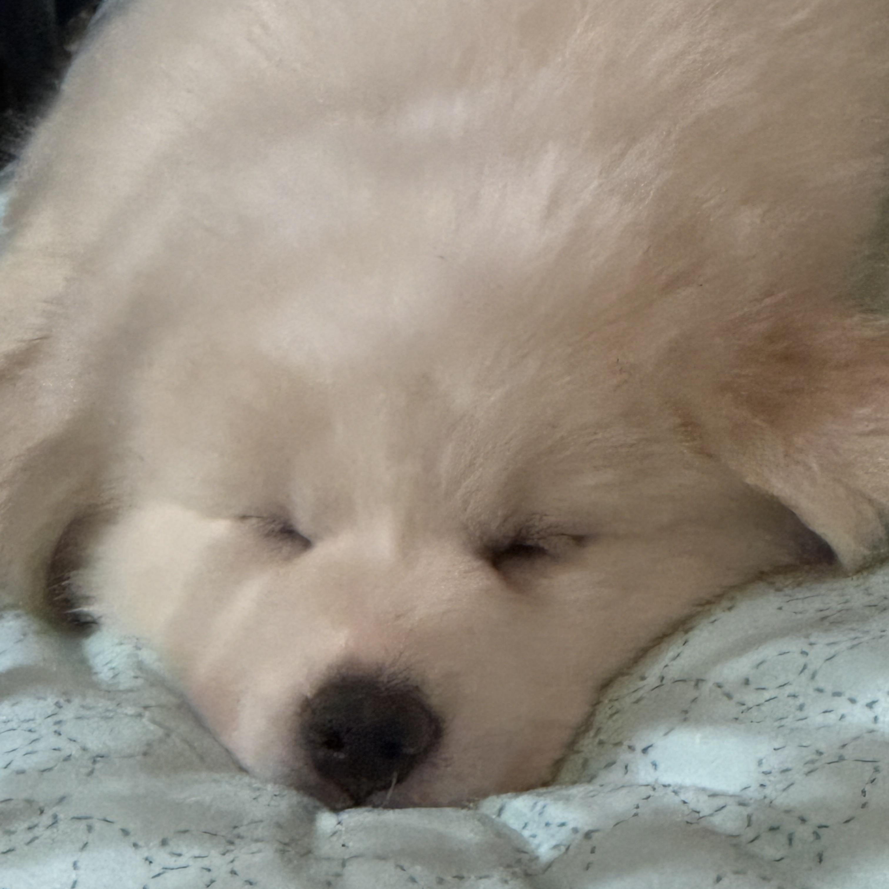 Pyrenees puppies , a ADOPTABLE Great Pyrenees in San Diego, CA image 5/6