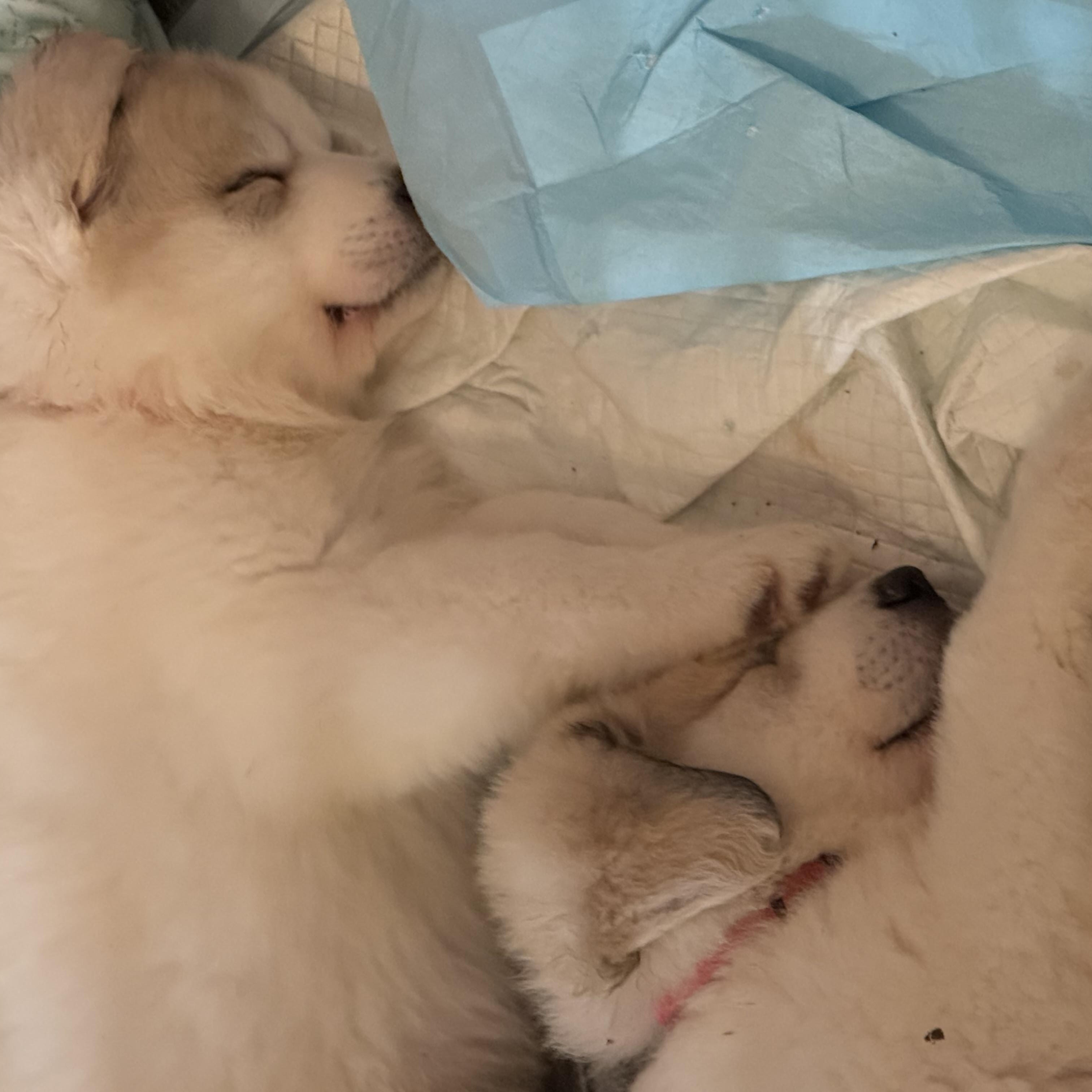 Pyrenees puppies , ADOPTABLE, Puppy Male Great Pyrenees.
