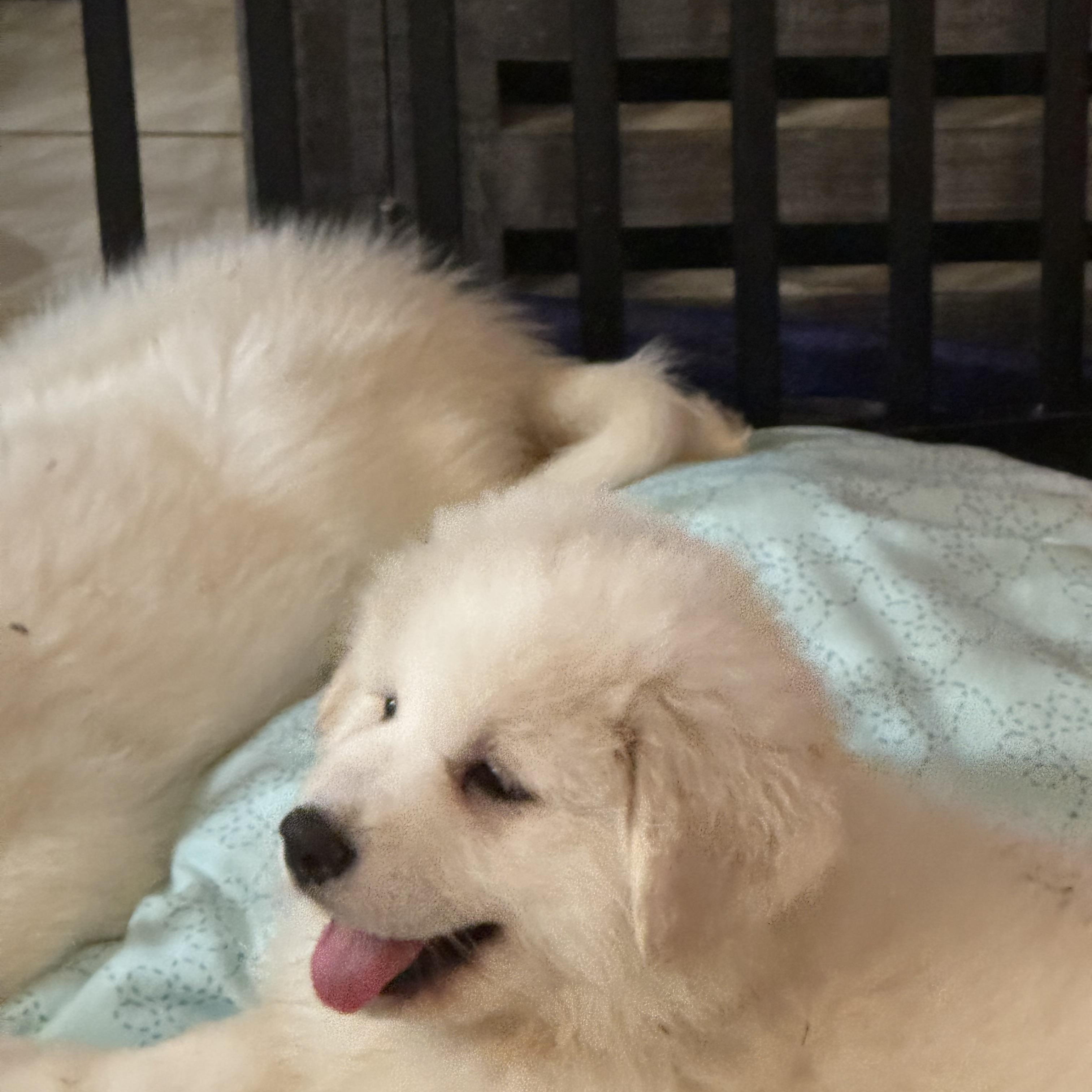 Pyrenees puppies , a ADOPTABLE Great Pyrenees in San Diego, CA image 6/6