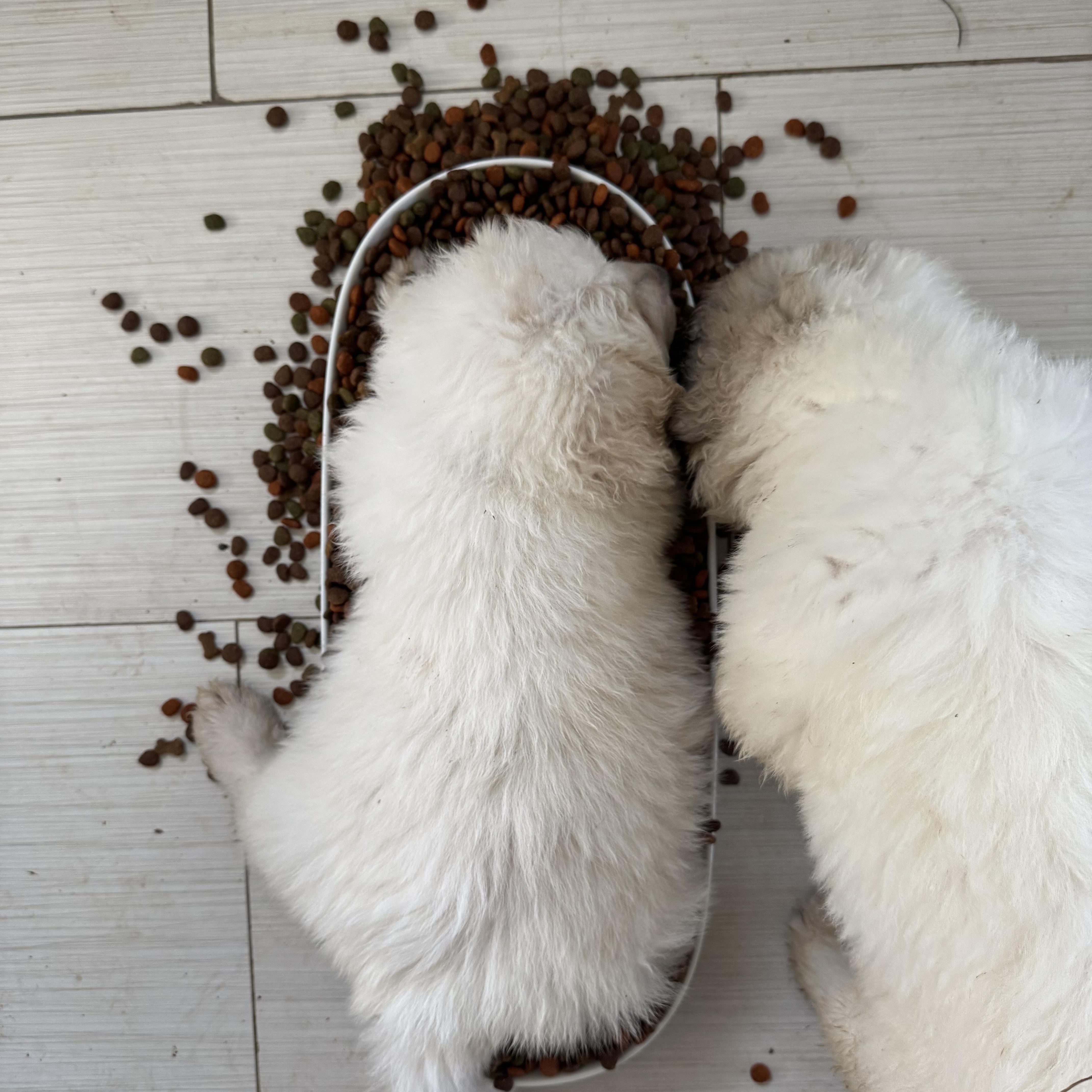 Pyrenees puppies , a ADOPTABLE Great Pyrenees in San Diego, CA image 4/6
