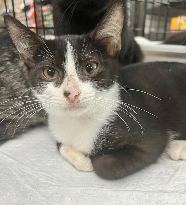 Smudgers, Adoptable, Adult Male Domestic Short Hair.