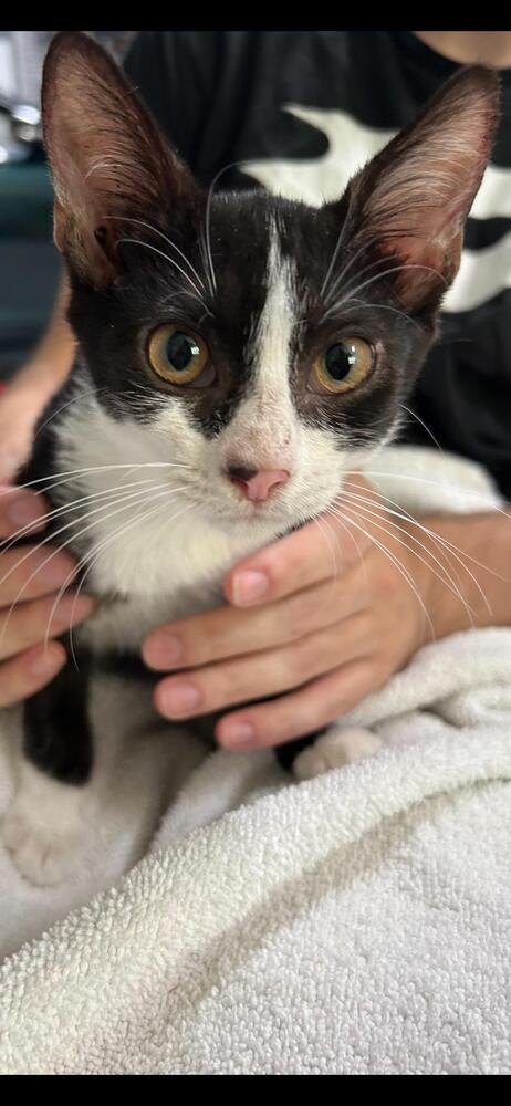 Smudgers, a Adoptable mixed breed in Mooresville, NC image 2/4