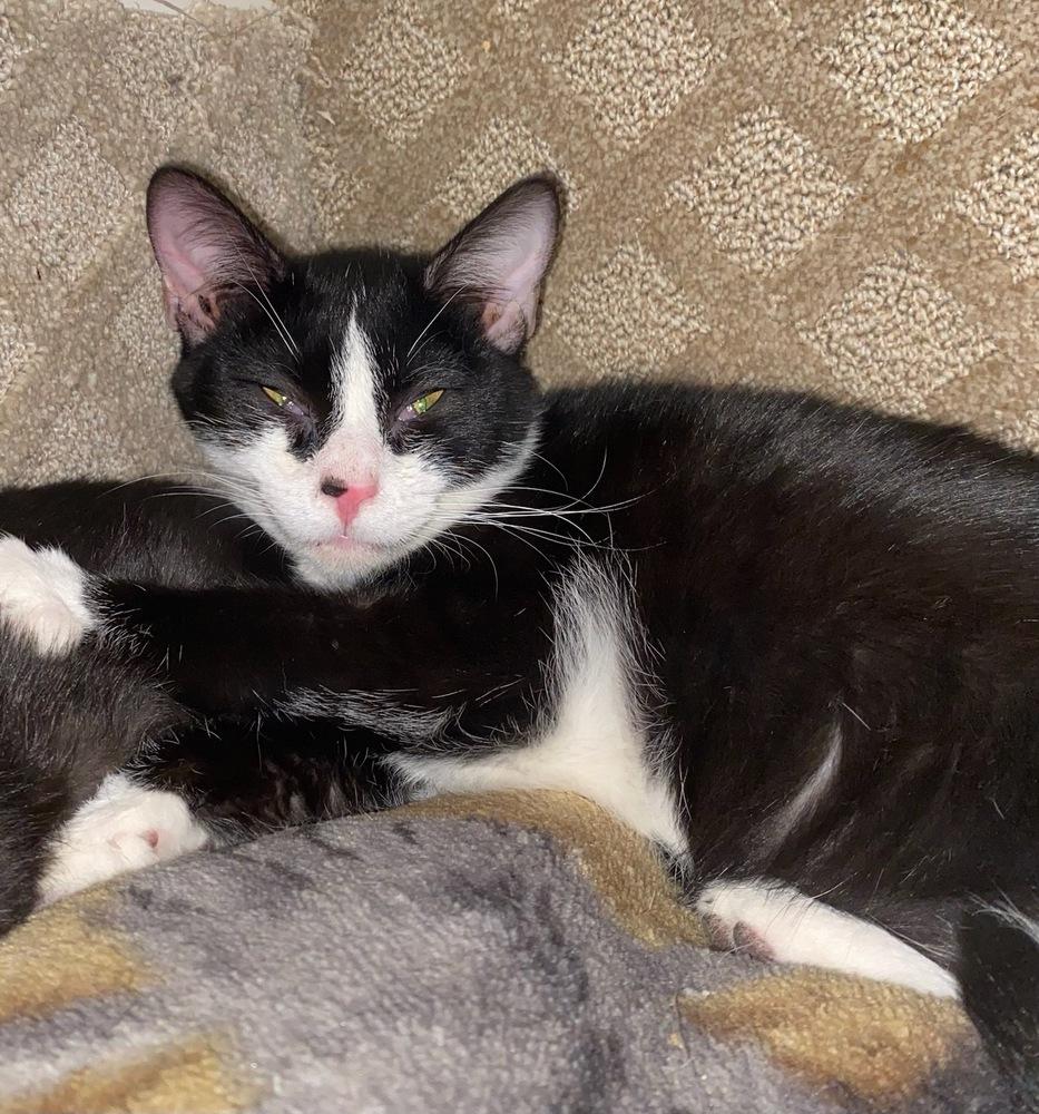 Smudgers, a Adoptable mixed breed in Mooresville, NC image 4/4