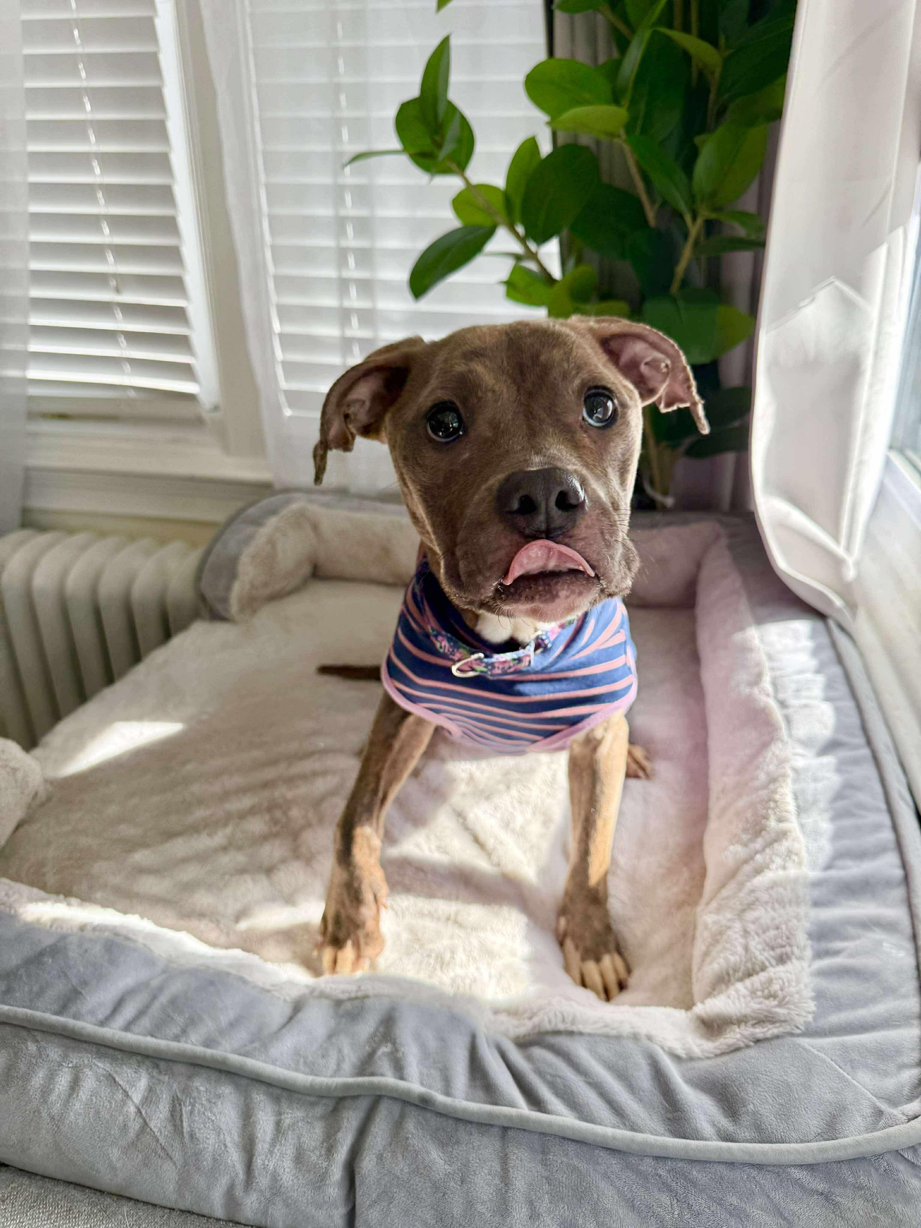 Penny, a Adoptable mixed breed in Jackson , NJ image 2/3