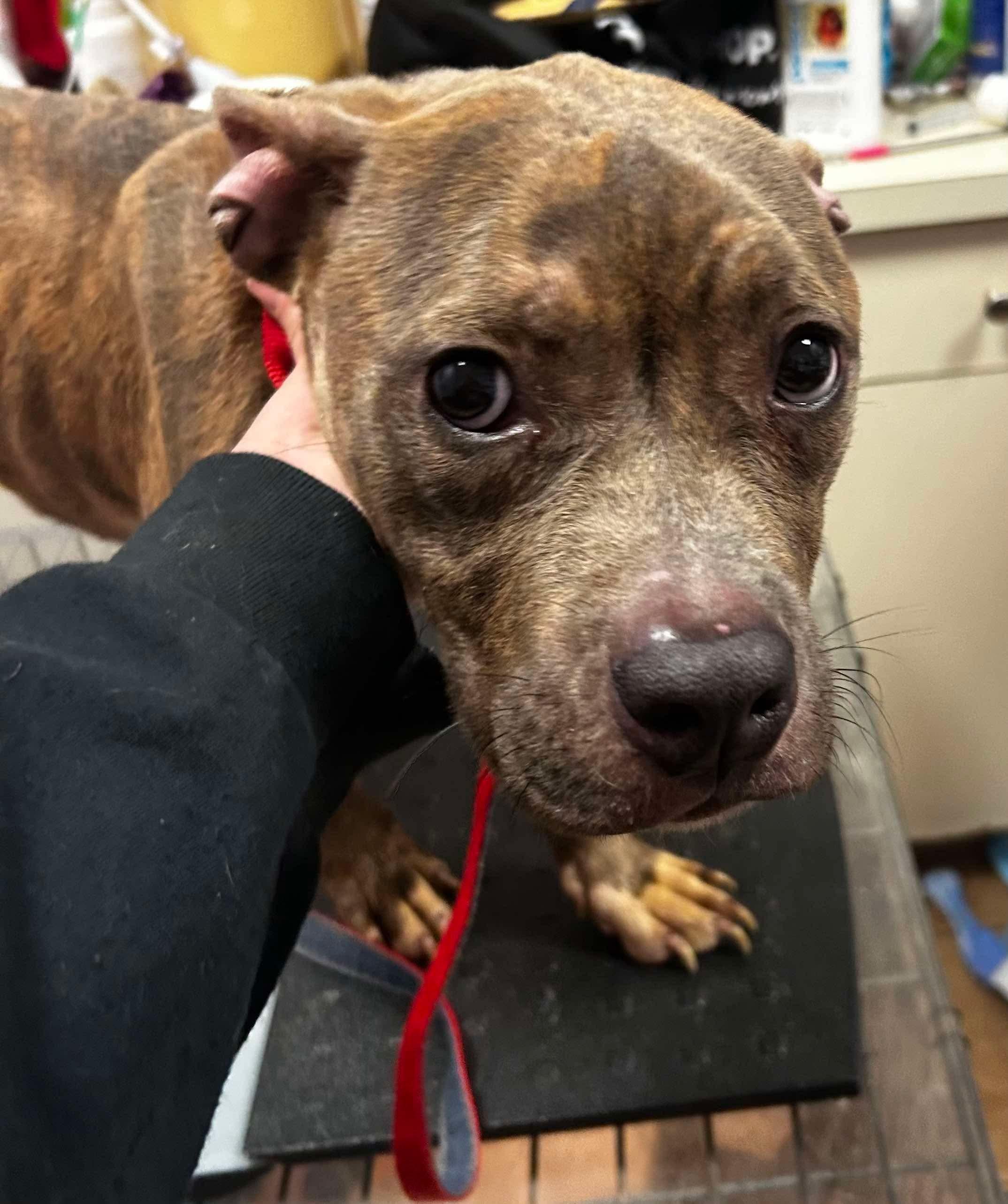 Penny, a Adoptable mixed breed in Jackson , NJ image 3/3