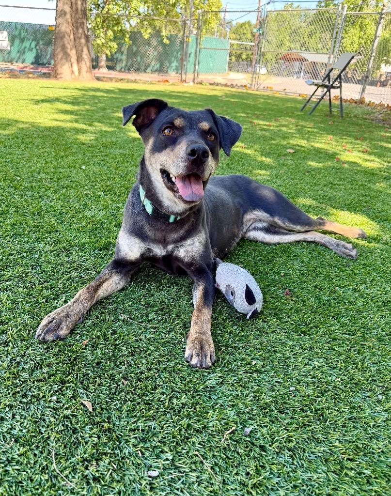 Kona, Adoptable, Young Female Pit Bull Terrier & Shepherd.