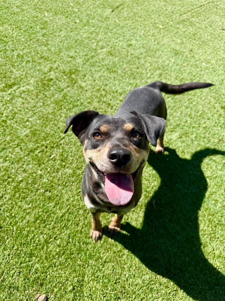 Enlarge Kona, a Adoptable mixed breed in Chico, CA image 2/4