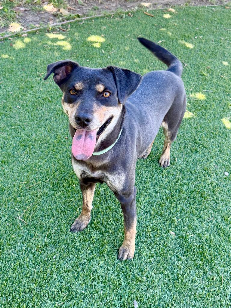 Enlarge Kona, a Adoptable mixed breed in Chico, CA image 3/4