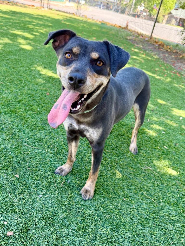 Enlarge Kona, a Adoptable mixed breed in Chico, CA image 4/4