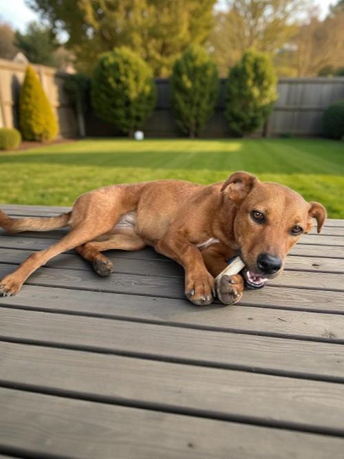 Peony — thumbnail 5