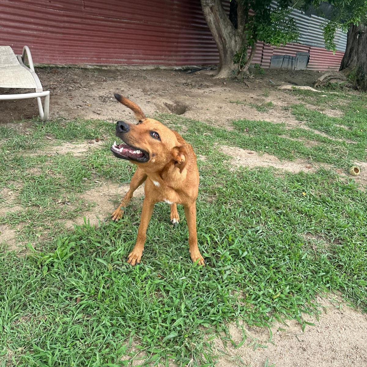 Peony — thumbnail 6