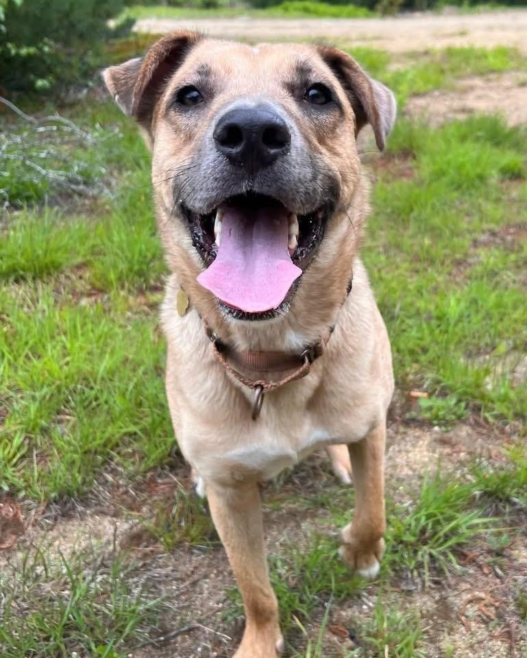 Desperado (FEE SPONSORED), a Adoptable mixed breed in Portland, ME image 3/6