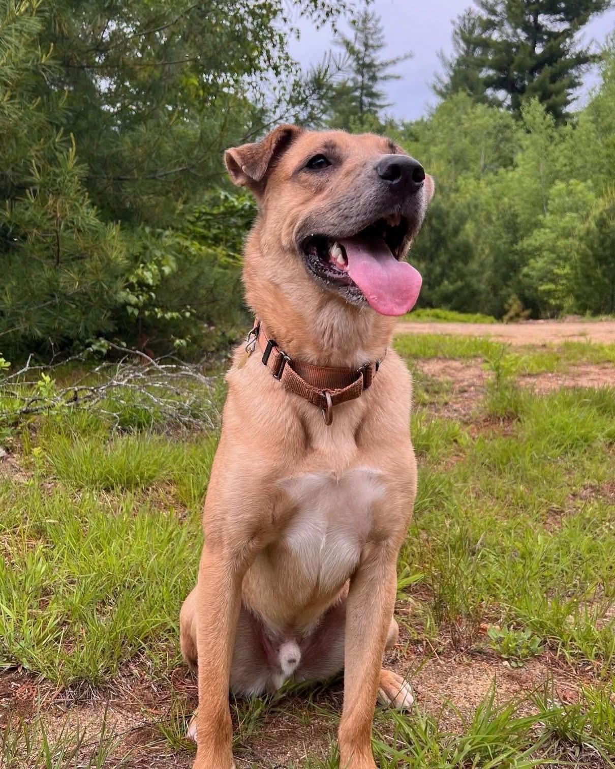 Desperado (FEE SPONSORED), a Adoptable mixed breed in Portland, ME image 1/6