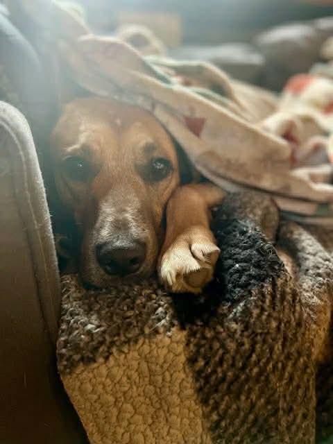 Desperado (FEE SPONSORED), a Adoptable mixed breed in Portland, ME image 5/6