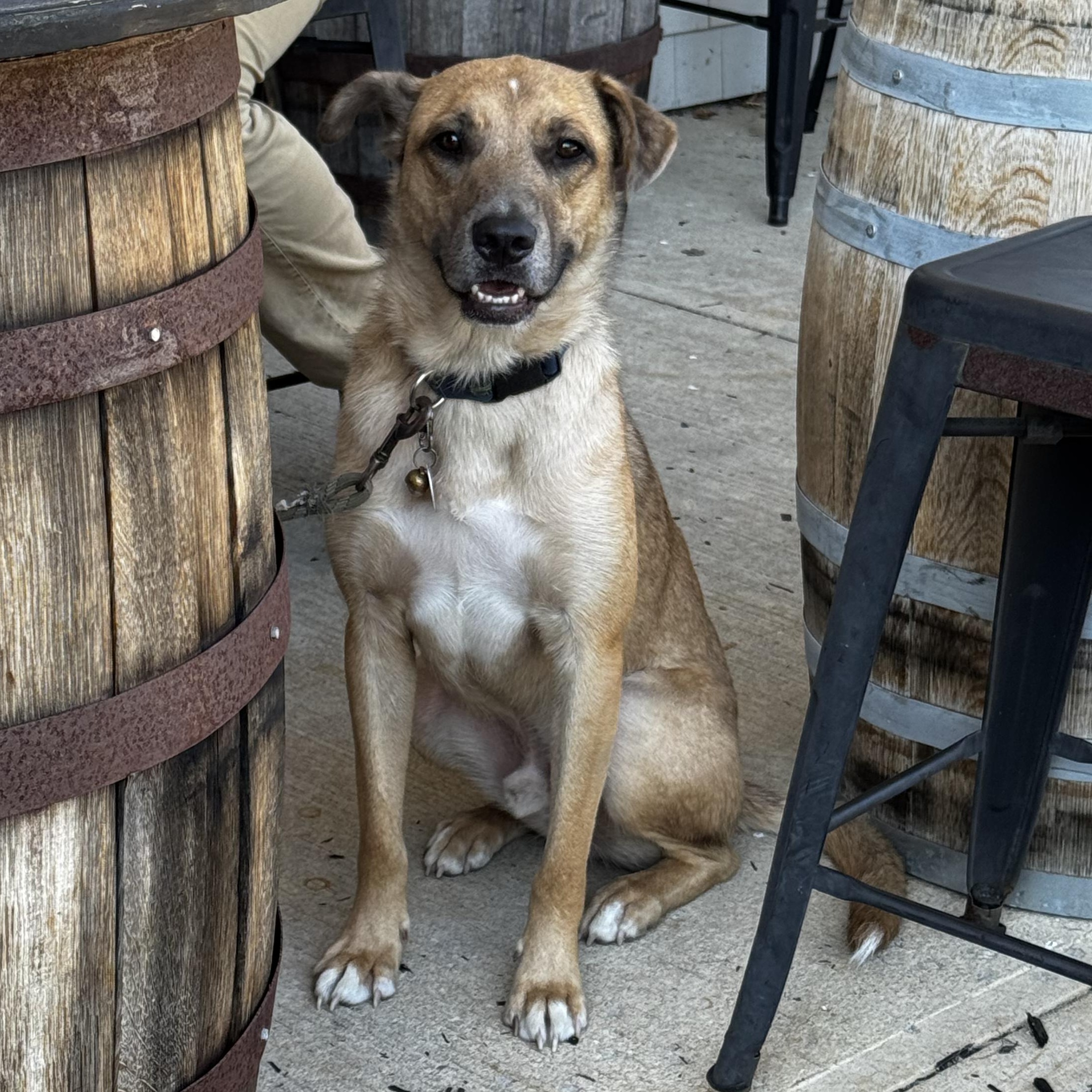 Desperado (FEE SPONSORED), a Adoptable mixed breed in Portland, ME image 6/6