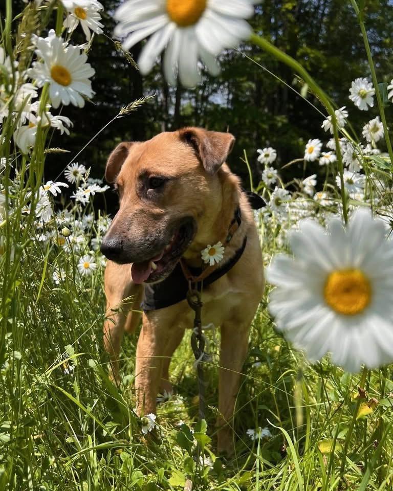 Desperado (FEE SPONSORED), a Adoptable mixed breed in Portland, ME image 2/6