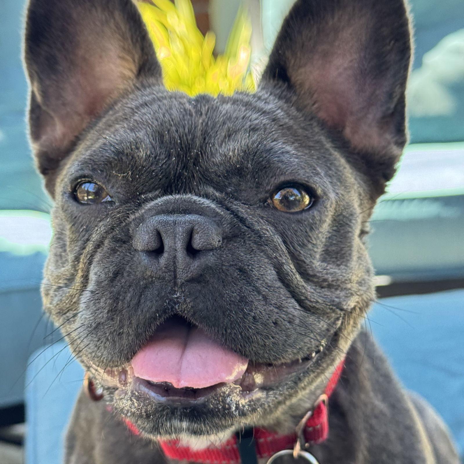 Eloise, Adoptable, Adult Female French Bulldog.