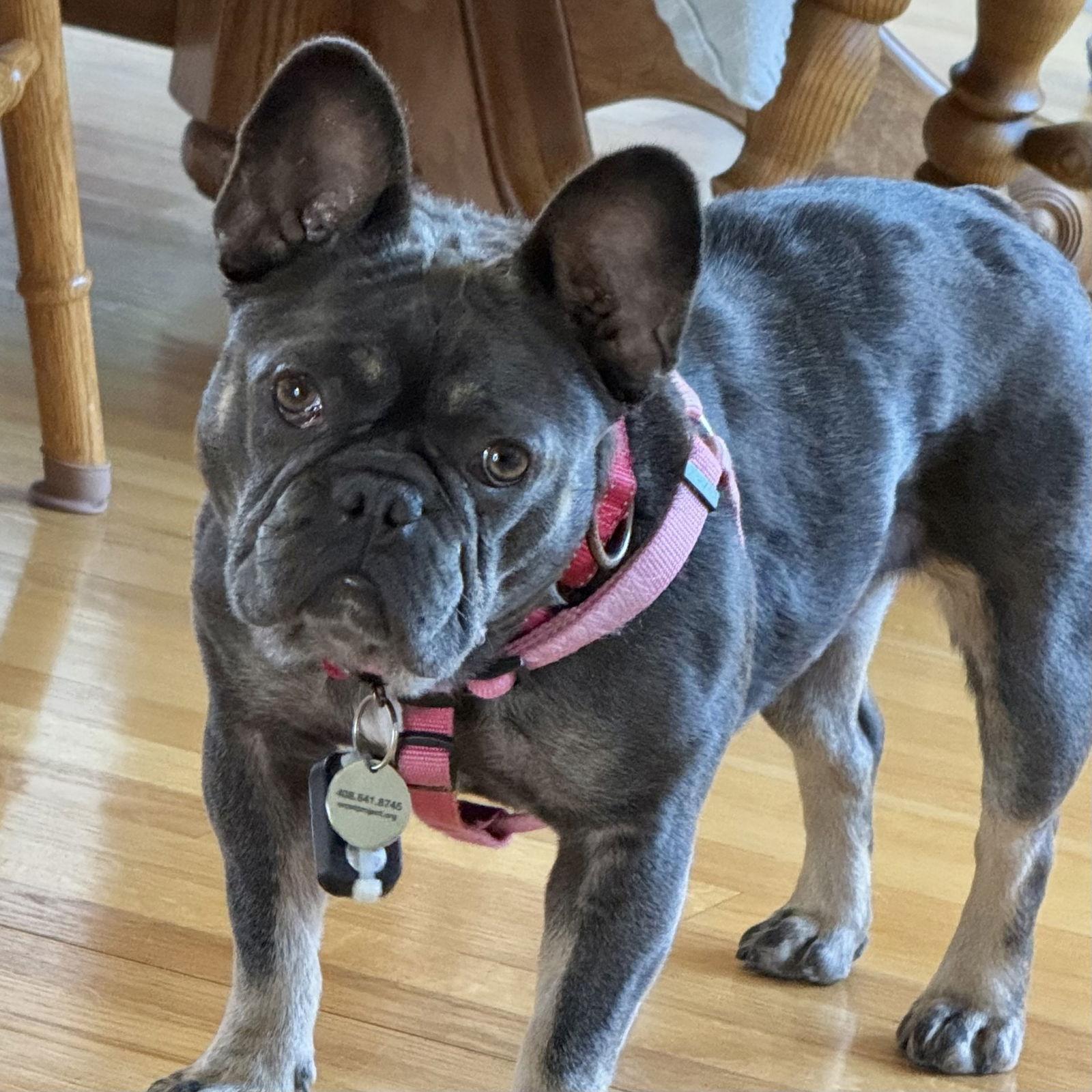 Eloise, Adoptable, Adult Female French Bulldog.