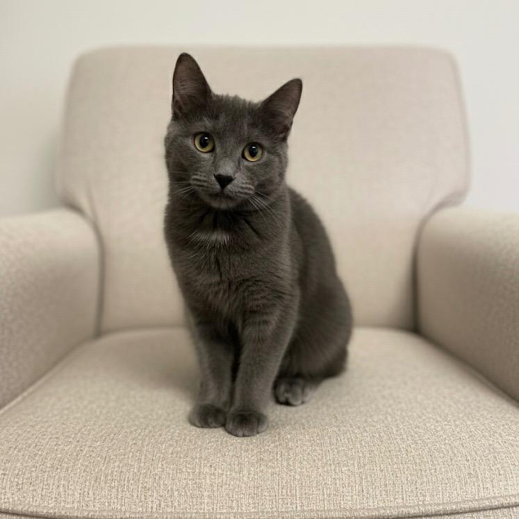 Sage, Adopted, Young Male Domestic Medium Hair.