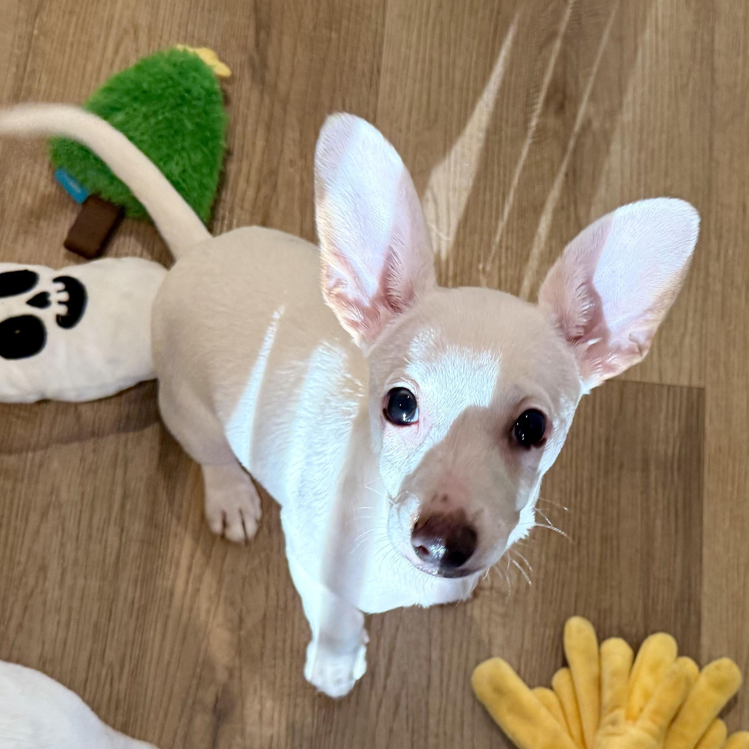 Sugar, Young Female Chihuahua