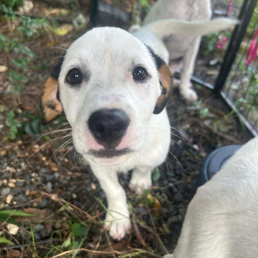 Sabrina, Adoptable, Young Female Mixed Breed.