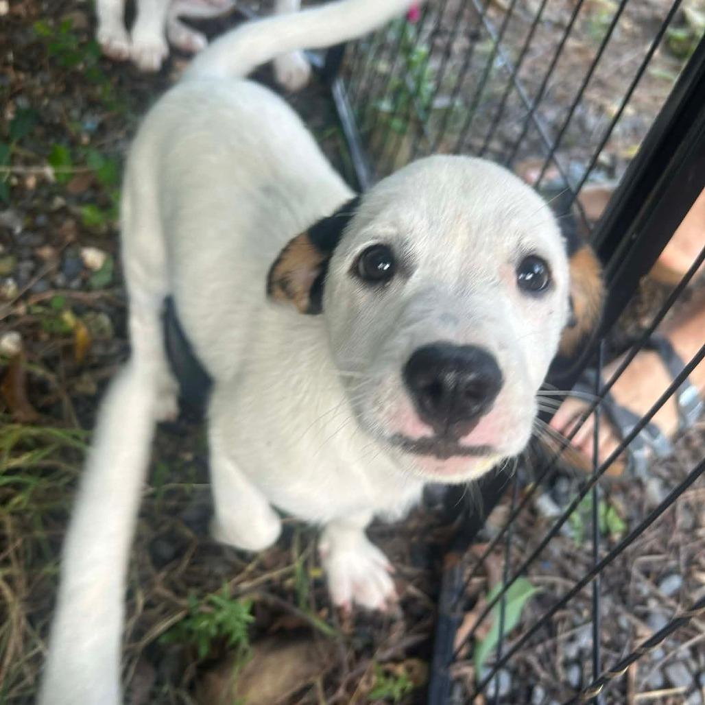 Sabrina, a Adoptable Mixed Breed in Frederiksted, VI image 2/6