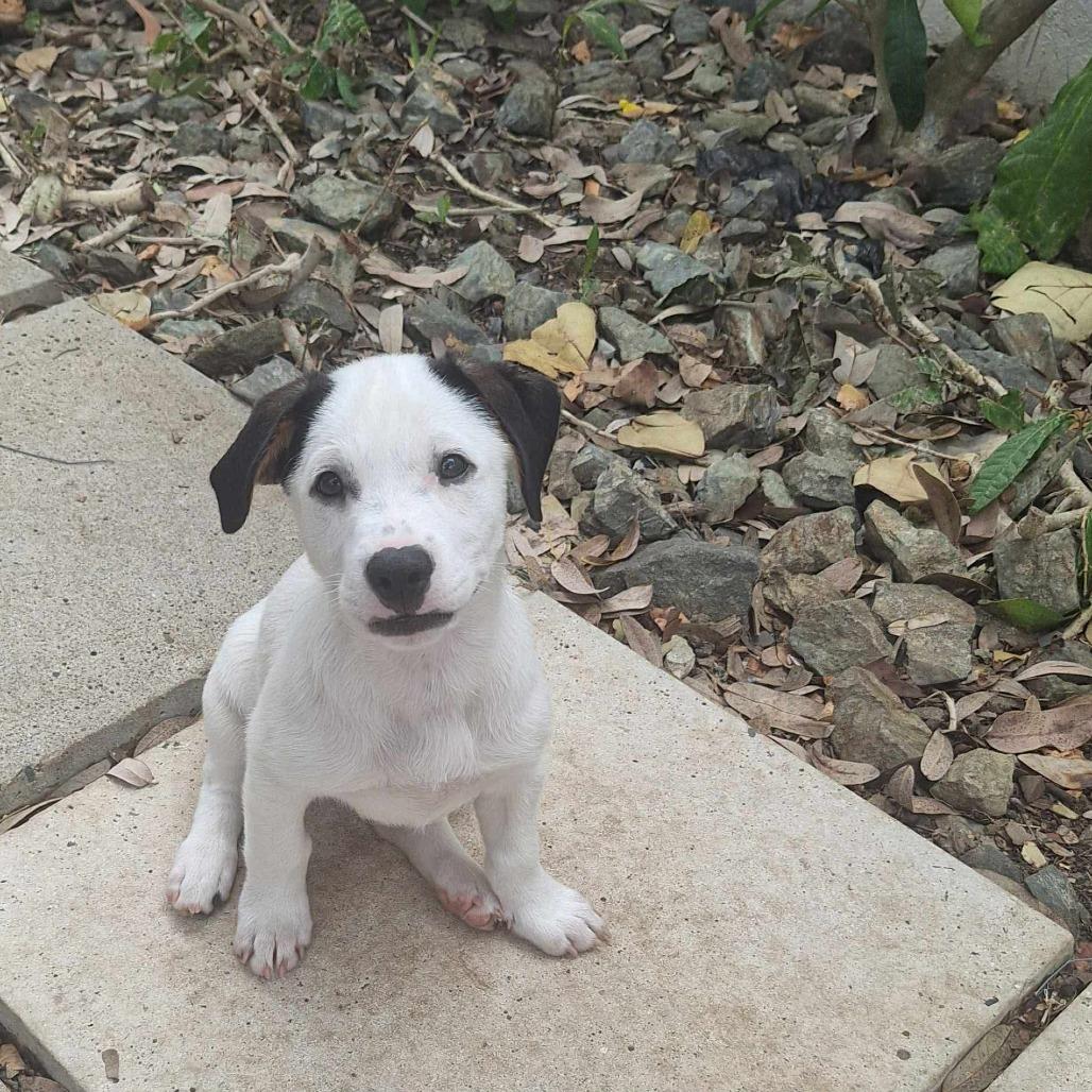 Sabrina, a Adoptable Mixed Breed in Frederiksted, VI image 3/6