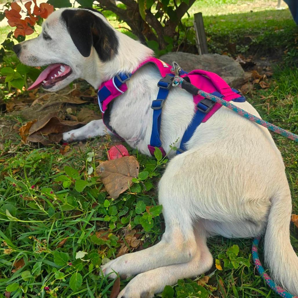 Sabrina, a Adoptable Mixed Breed in Frederiksted, VI image 5/6