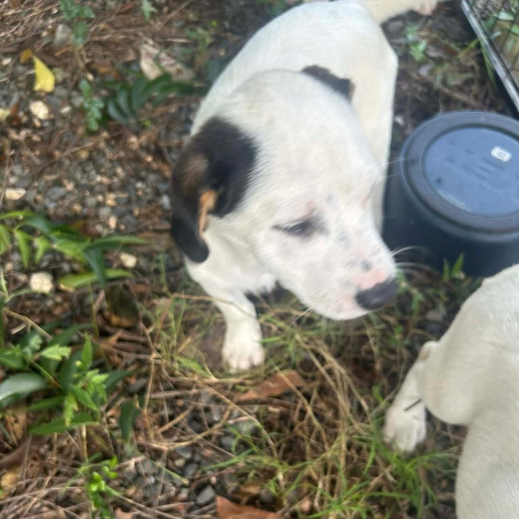 Sabrina, a Adoptable Mixed Breed in Frederiksted, VI image 6/6