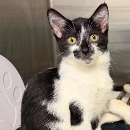 Enlarge Allie, a Adoptable Domestic Short Hair in Los Angeles, CA image 1/1