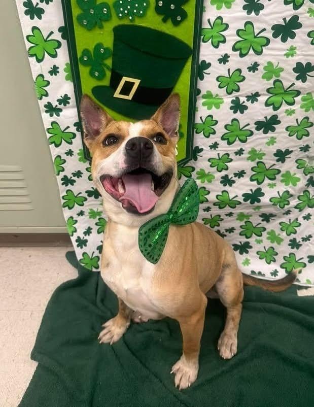 Cheese Stick #A-140830 🤍, Adoptable, Puppy Male Mountain Cur.