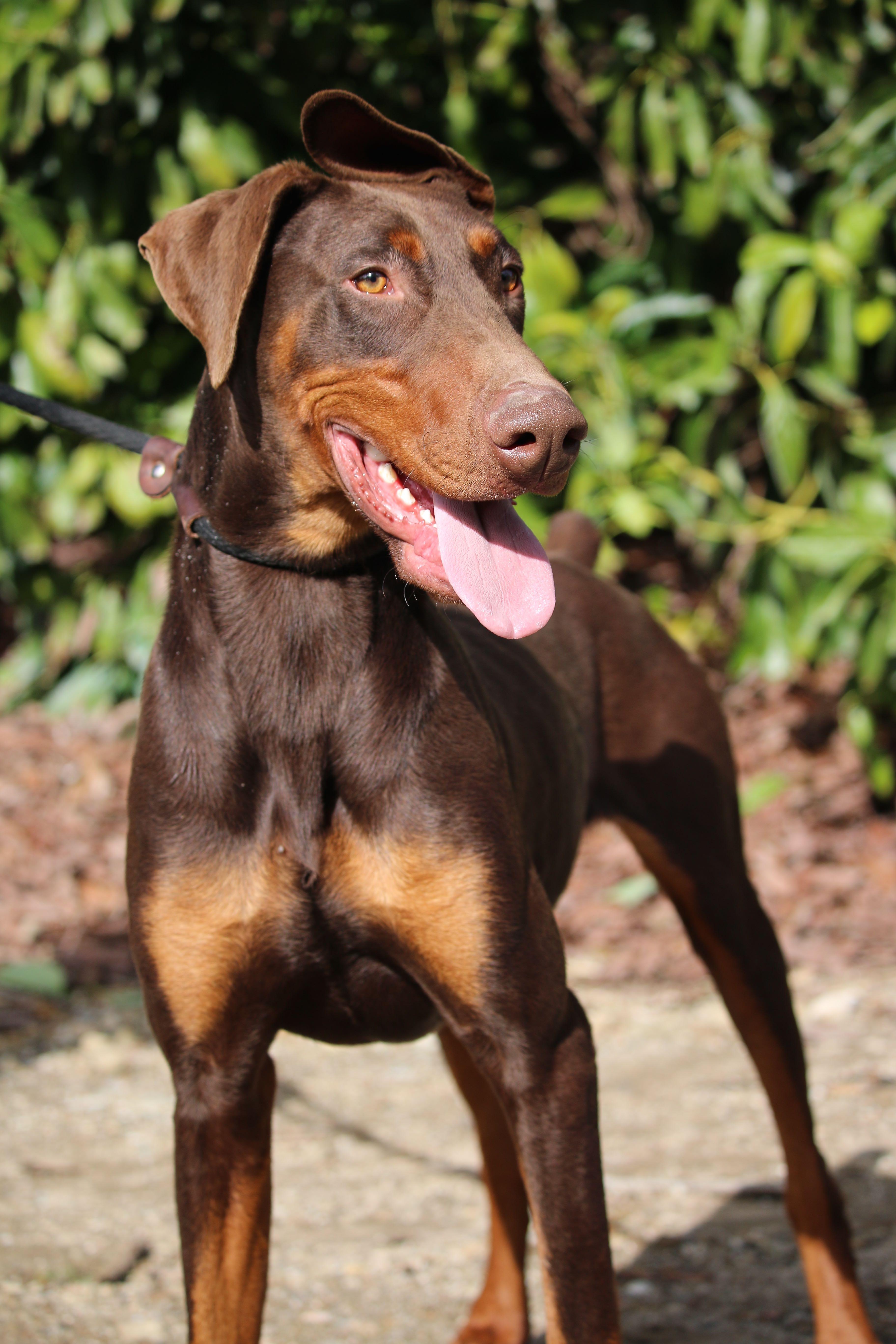 Enlarge Sensei, a Adoptable Doberman Pinscher in Fillmore, CA image 3/6