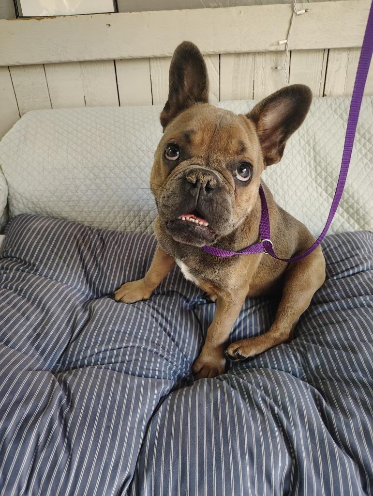 Bluey, Adoptable, Puppy Male French Bulldog.
