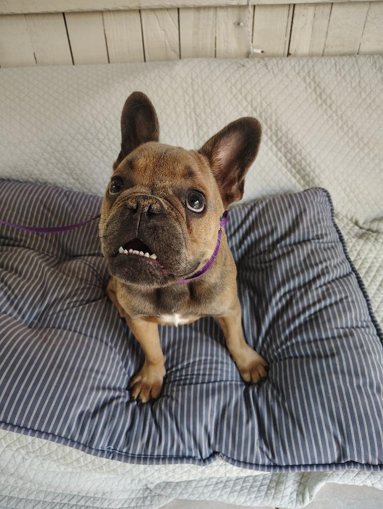 Enlarge Bluey, a Adoptable French Bulldog in Fort Worth, TX image 2/4