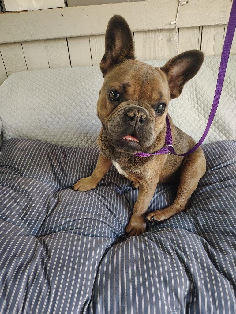 Enlarge Bluey, a Adoptable French Bulldog in Fort Worth, TX image 3/4