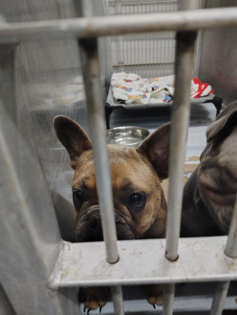 Enlarge Bluey, a Adoptable French Bulldog in Fort Worth, TX image 4/4