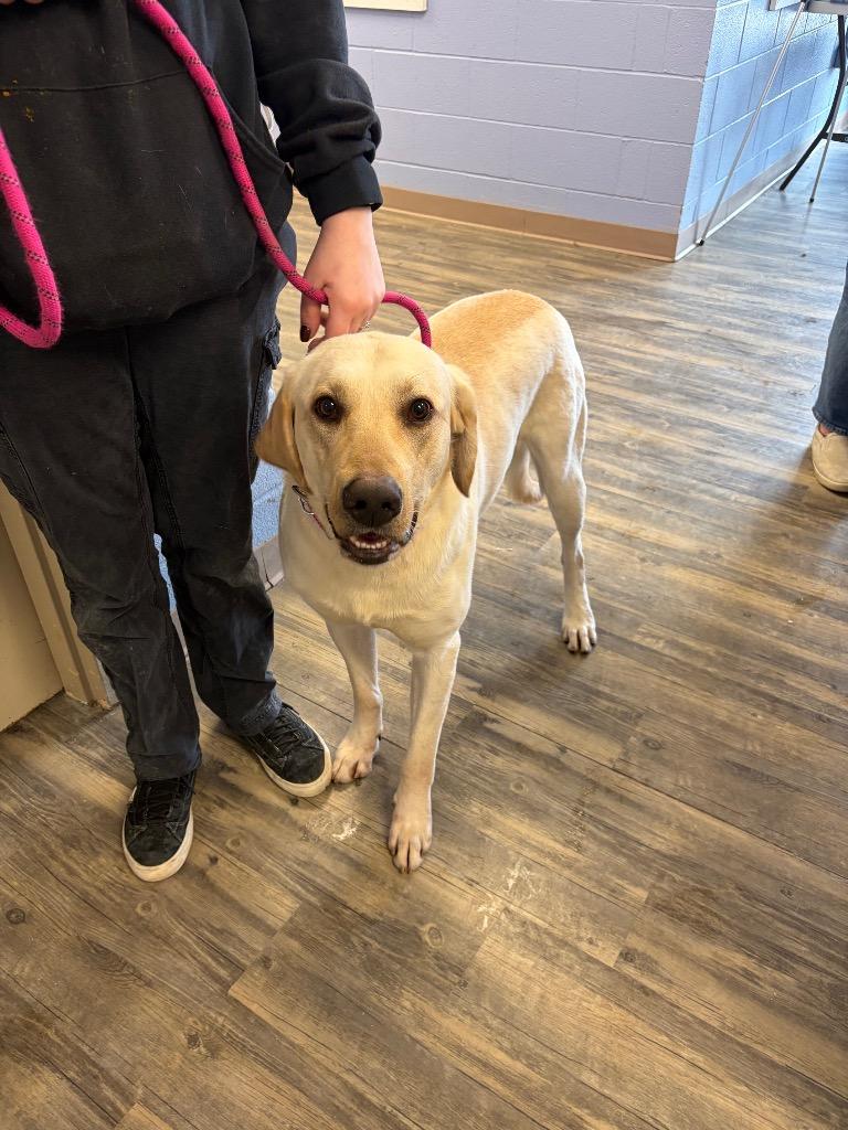 Lightning, Adopted, Young Male Yellow Labrador Retriever.