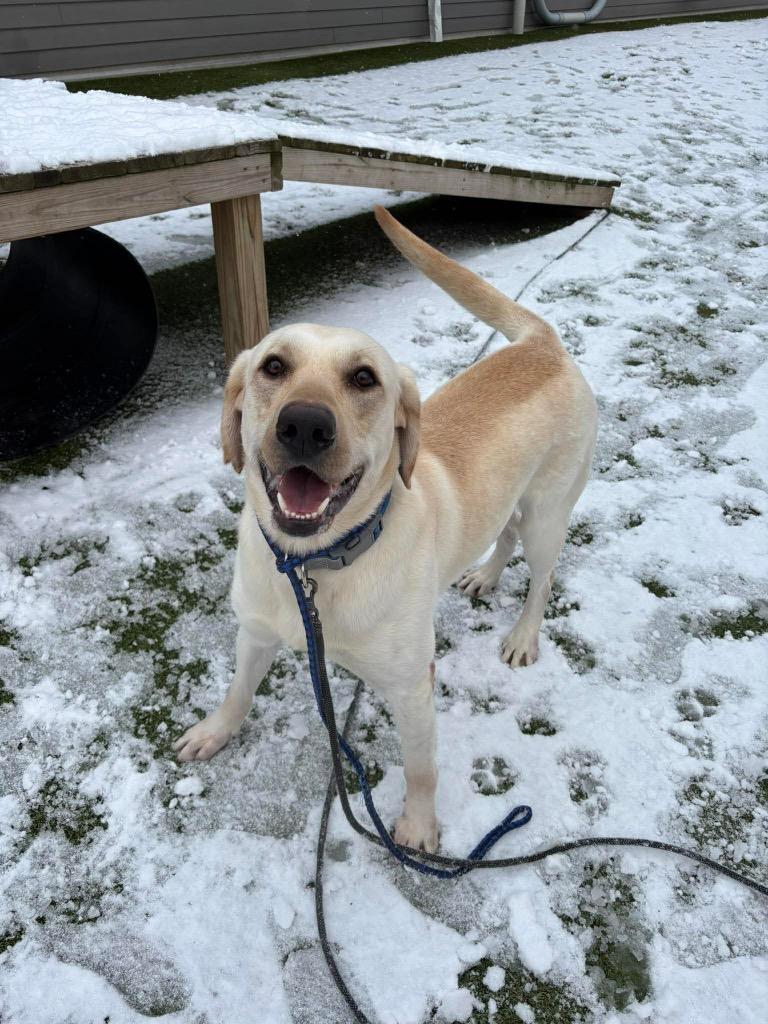 Enlarge Lightning, a Adopted Yellow Labrador Retriever in Liverpool, NY image 2/2