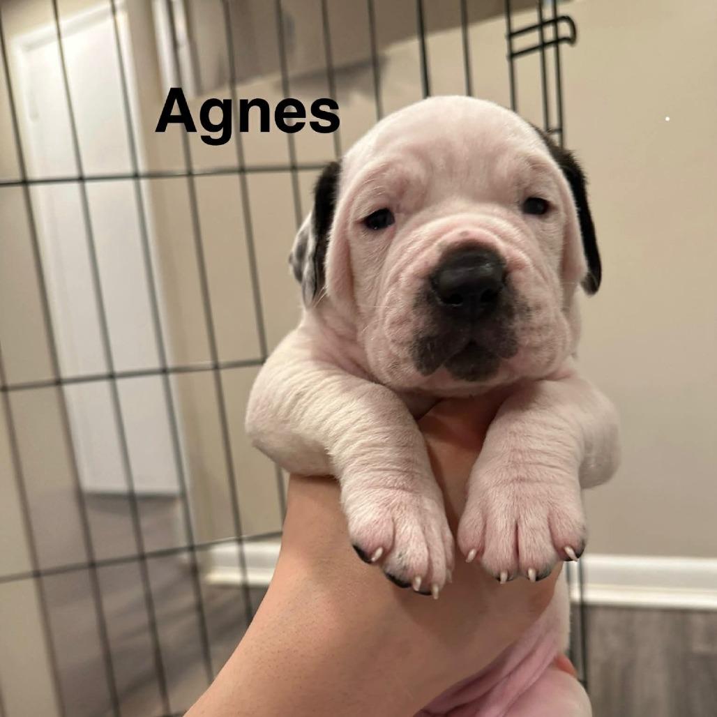 Enlarge Frederick Minion's Litter - Agnes, a Adoptable mixed breed in manchester, PA image 1/1