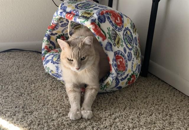 Enlarge BENTLEY, a Adoptable Domestic Short Hair in Tucson, AZ image 1/1