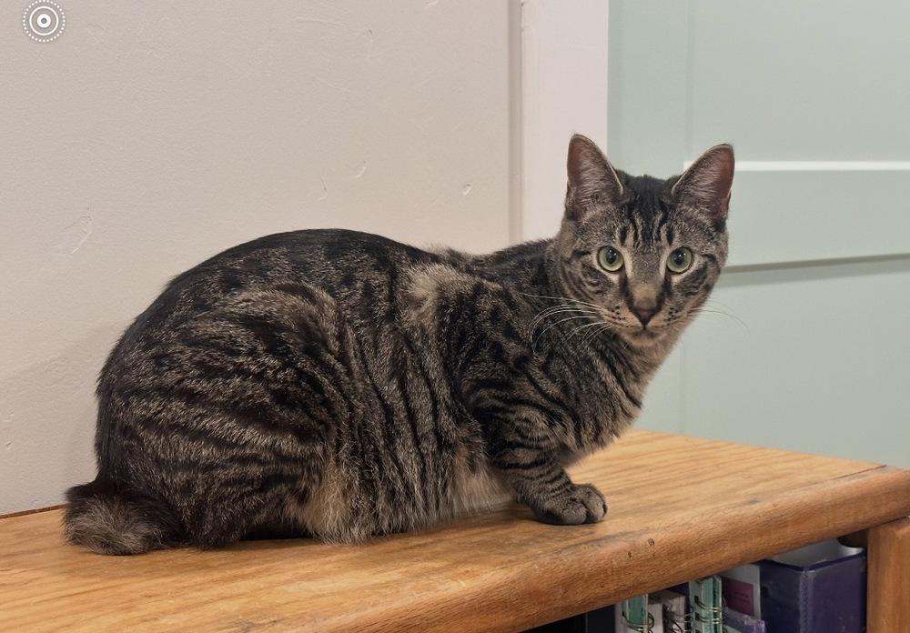Enlarge Cav, a Adoptable Domestic Short Hair in Albuquerque, NM image 2/2