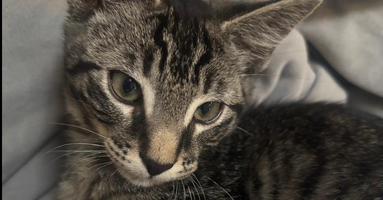 Enlarge Cav, a Adoptable Domestic Short Hair in Albuquerque, NM image 1/1