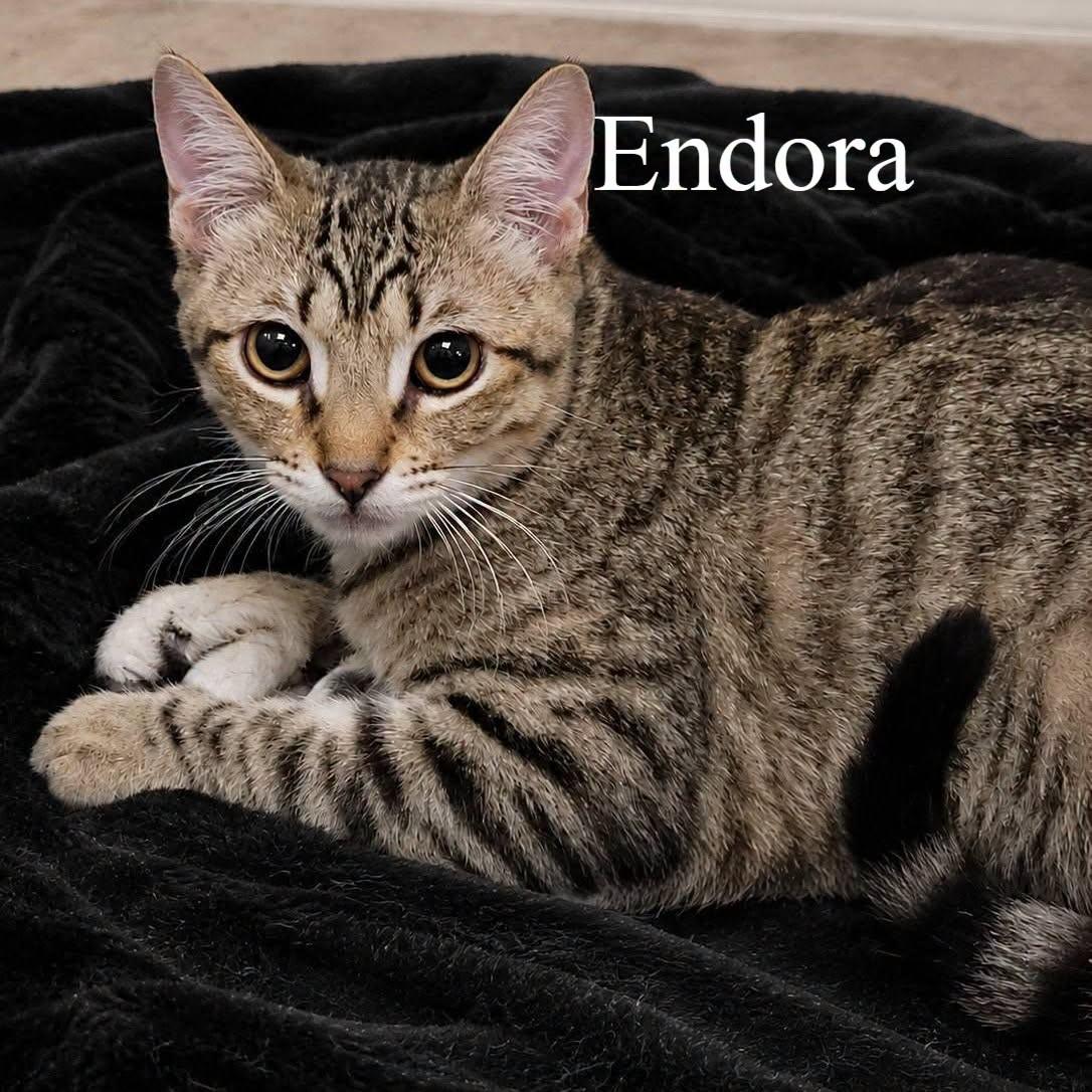 Endora, Adoptable, Kitten Female Domestic Short Hair.