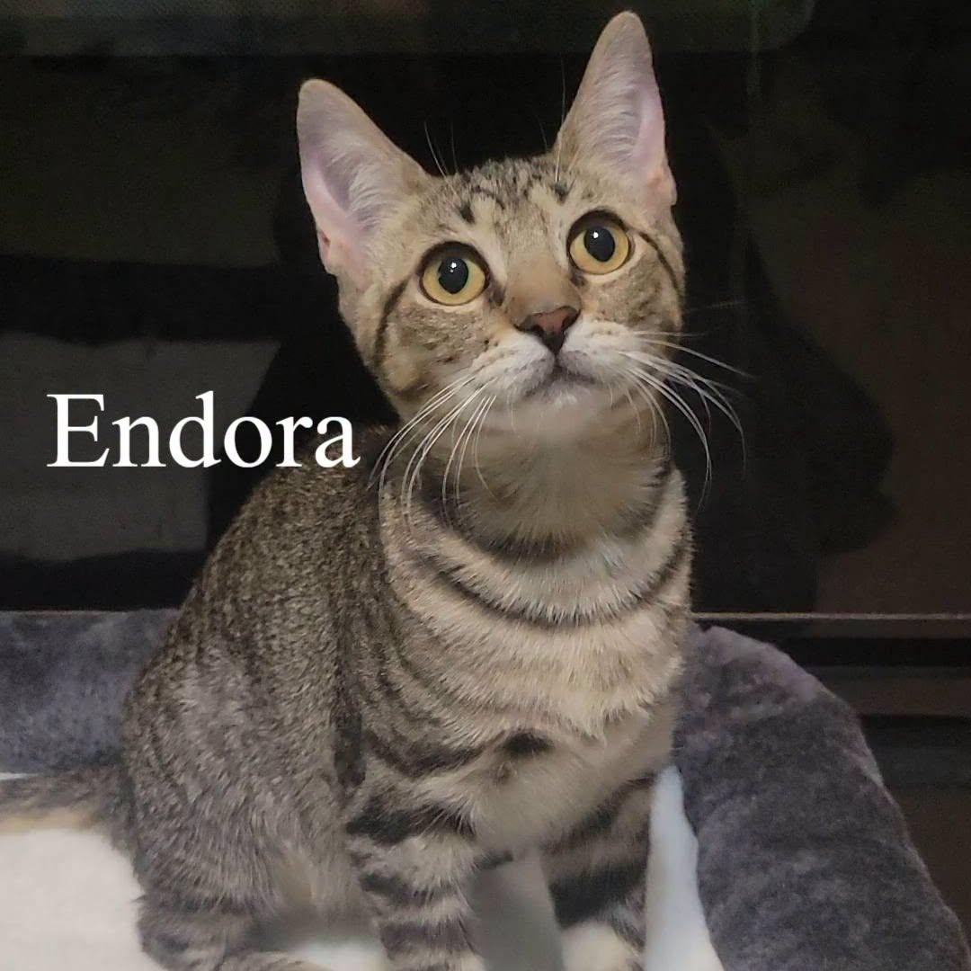 Endora, a Adoptable Domestic Short Hair in Queen Creek, AZ image 3/4