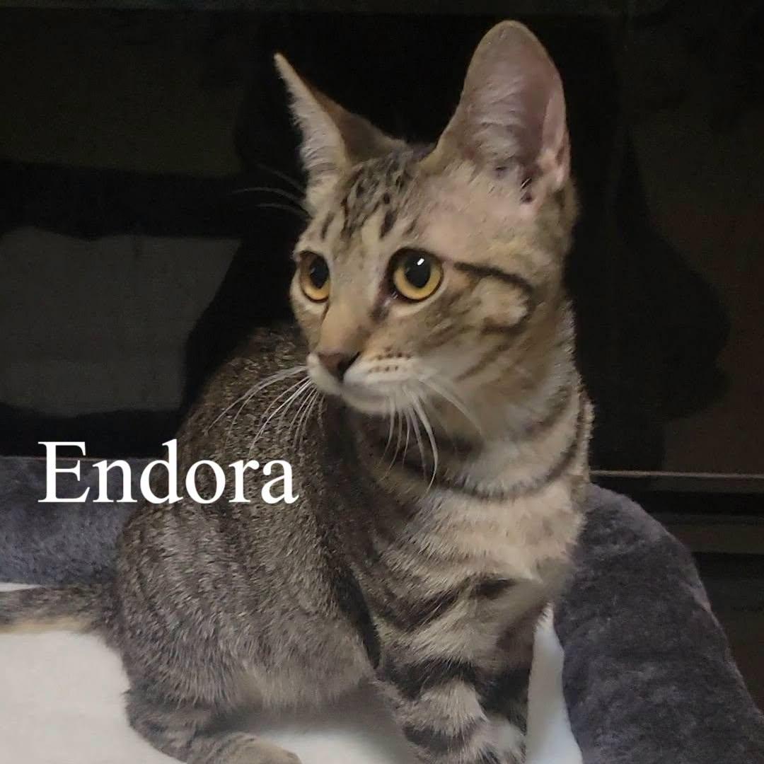 Endora, a Adoptable Domestic Short Hair in Queen Creek, AZ image 2/4