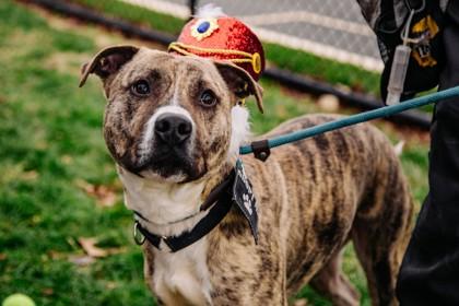 Jason, Adoptable, Adult Male Mixed Breed & Mixed Breed.