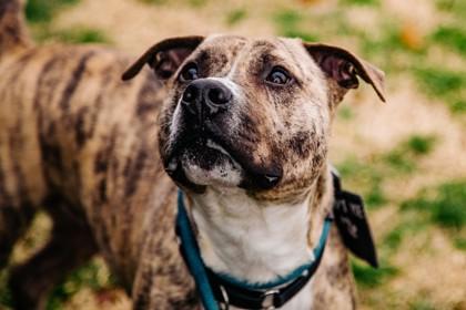 Enlarge Jason, a Adoptable Mixed Breed in West Chester, PA image 2/3