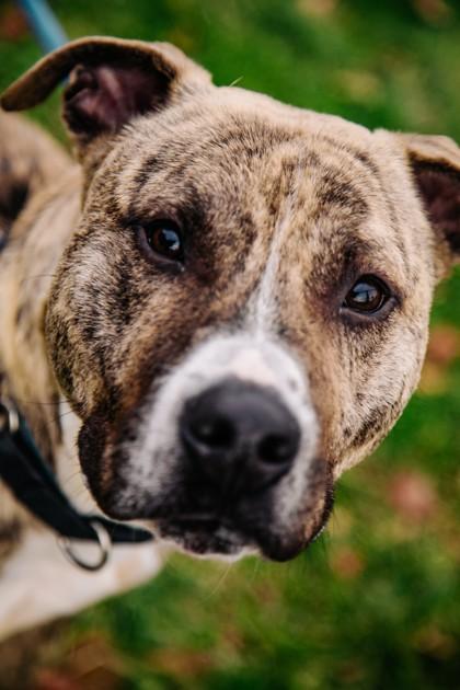Enlarge Jason, a Adoptable Mixed Breed in West Chester, PA image 3/3