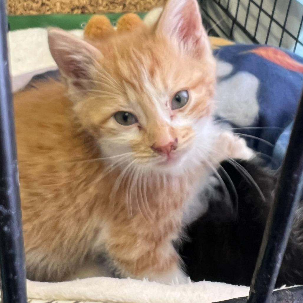 Enlarge Skuttle, a Adoptable Domestic Medium Hair in Oak Hill, WV image 1/1