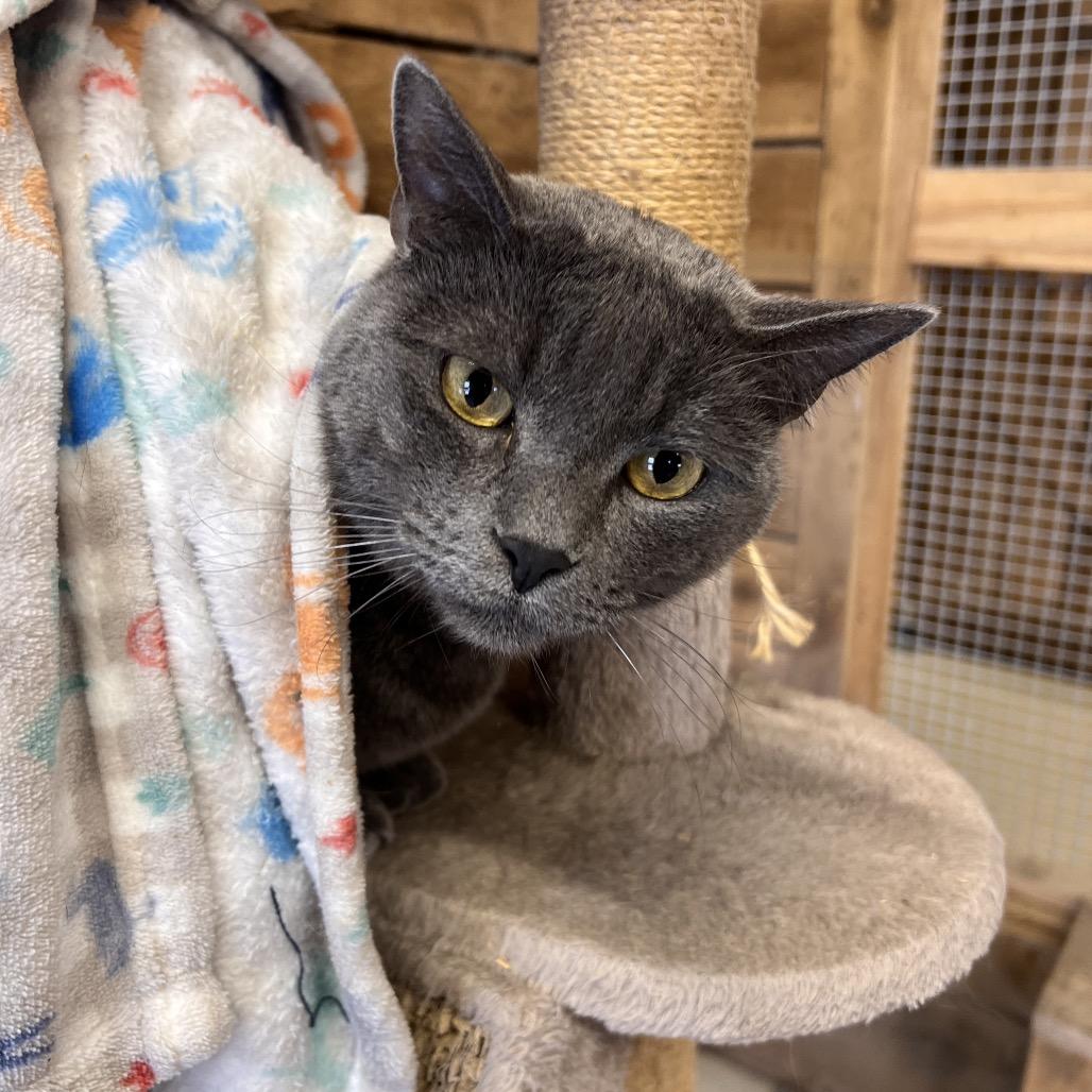 Enlarge Cheeze (Critter Barn), a Adoptable Domestic Short Hair in West Olive, MI image 1/6